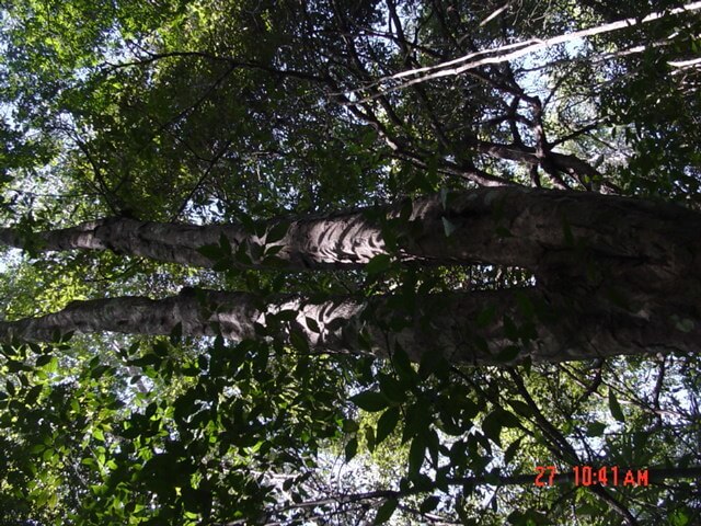 Blomia prisca